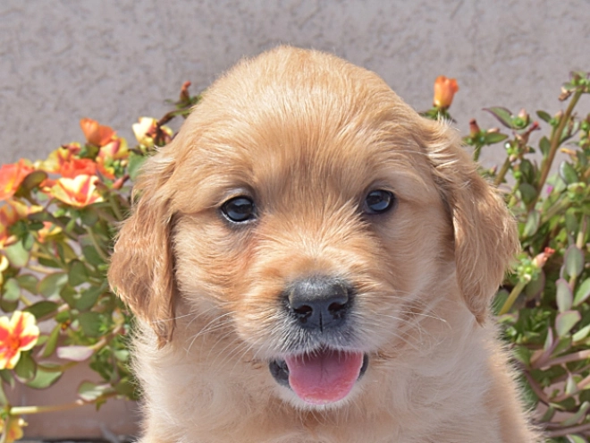 Golden Retriever Welpe kaufen