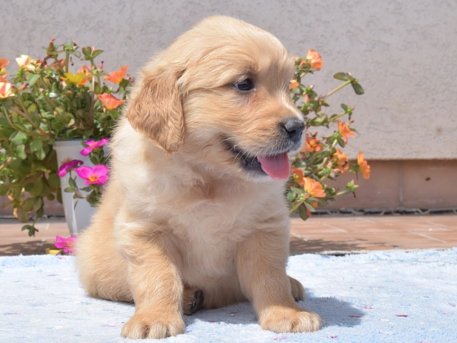 Golden Retriever Welpe kaufen