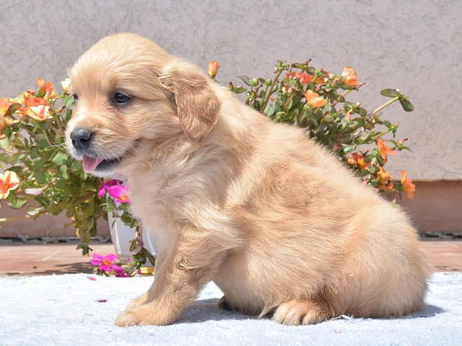 Golden Retriever Welpe kaufen