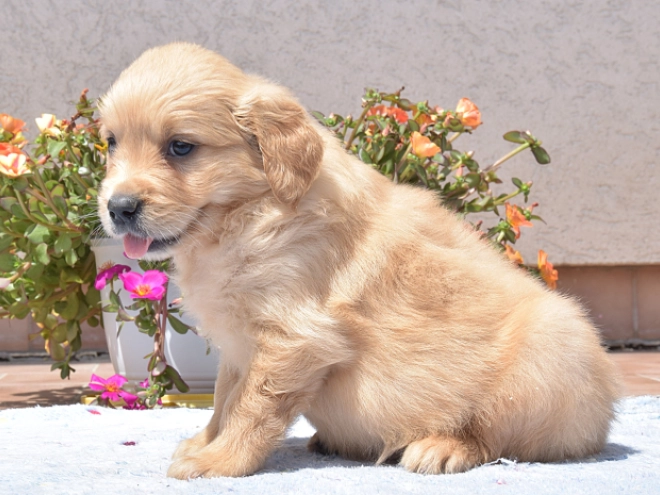 Golden Retriever Welpe kaufen