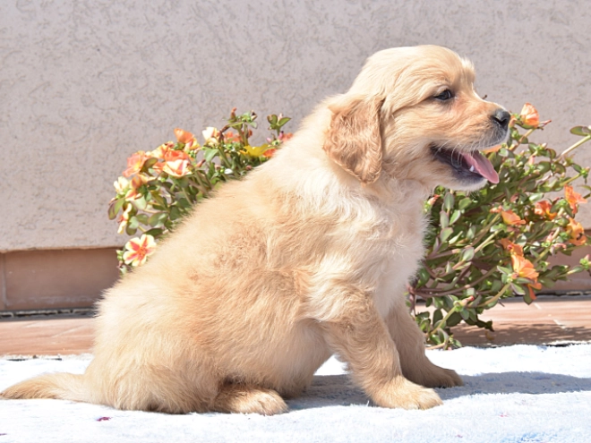 Golden Retriever Welpe kaufen