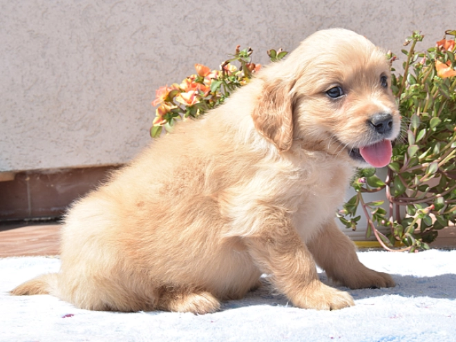 Golden Retriever Welpe kaufen