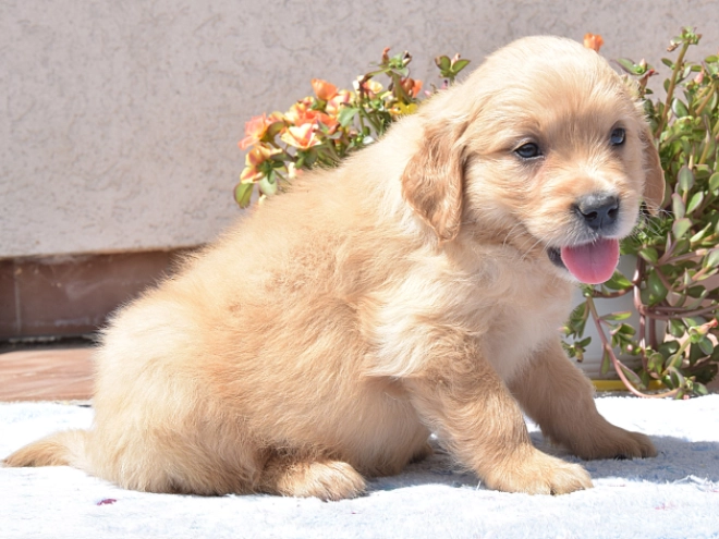 Golden Retriever Welpe kaufen