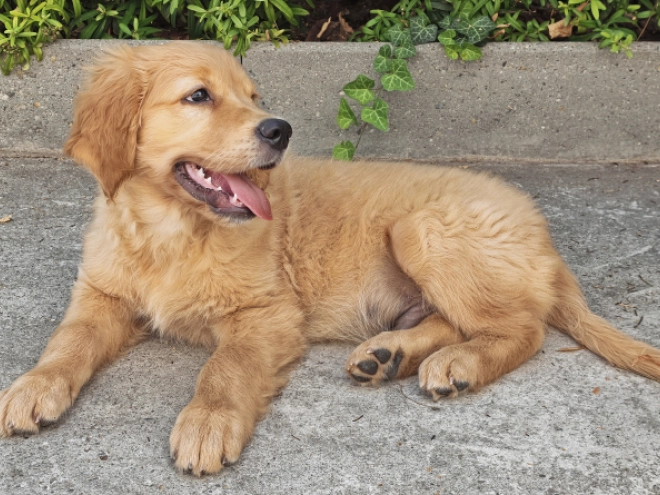 Golden Retriever puppy for sale