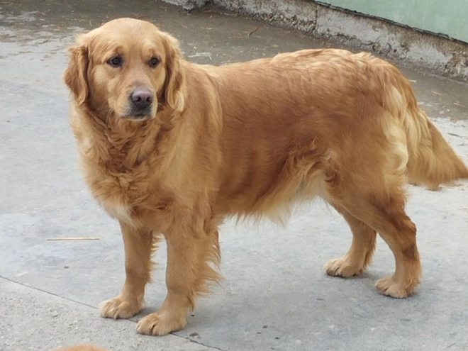 Golden Retriever Welpe kaufen