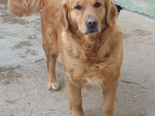 Golden Retriever Welpe kaufen