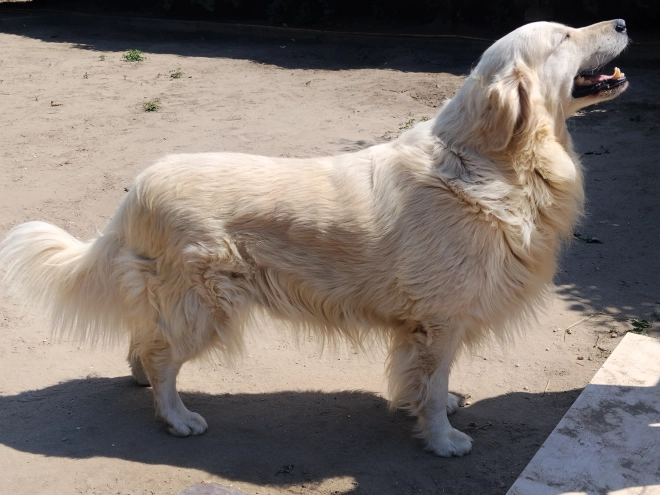 Golden Retriever Welpe kaufen