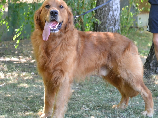 Golden Retriever puppy for sale
