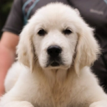 Hamlet, cream Golden Retriever Welpen kaufen
