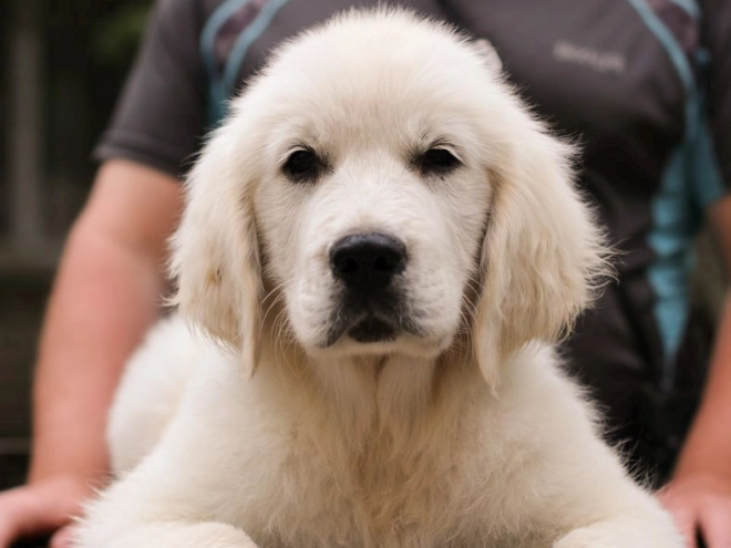 Golden Retriever Welpe kaufen