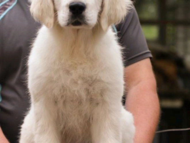 Golden Retriever Welpe kaufen