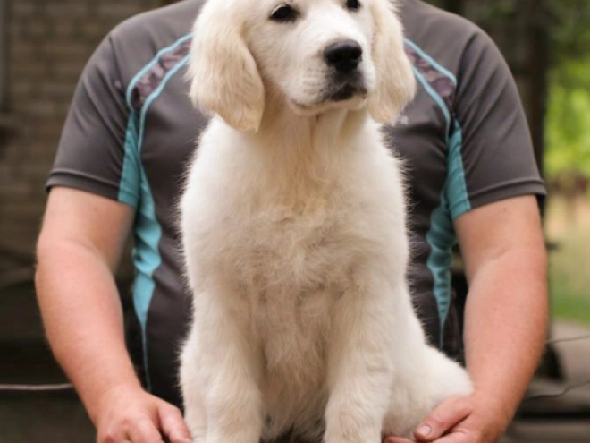 Golden Retriever Welpe kaufen