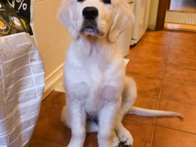 Golden Retriever Welpe kaufen