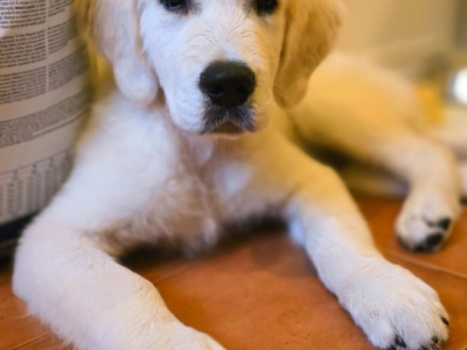 Golden Retriever Welpe kaufen