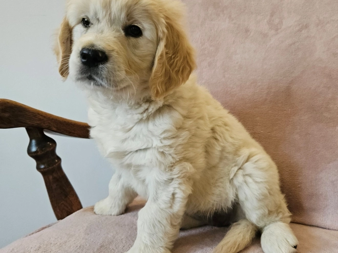 Golden Retriever puppy for sale