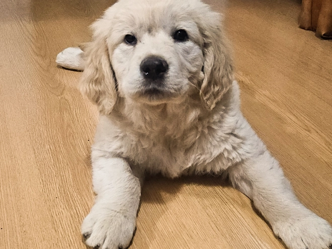Golden Retriever puppy for sale
