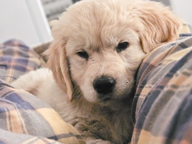 Golden Retriever puppy for sale
