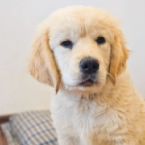Bodza, golden Golden Retriever for sale