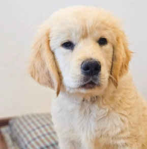 Bodza, golden Golden Retriever for sale
