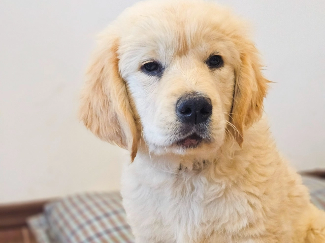 Golden Retriever puppy for sale