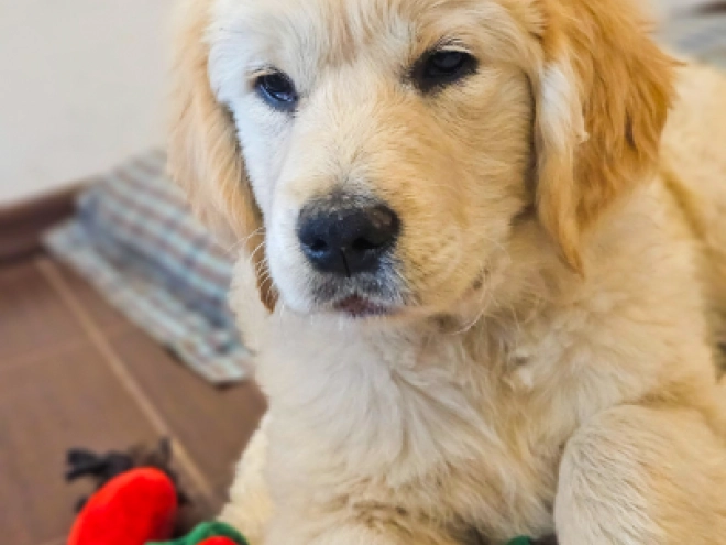 Golden Retriever puppy for sale