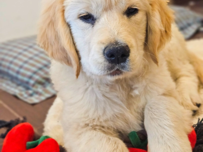 Golden Retriever puppy for sale