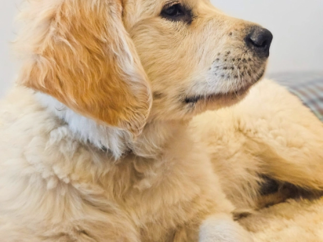 Golden Retriever puppy for sale
