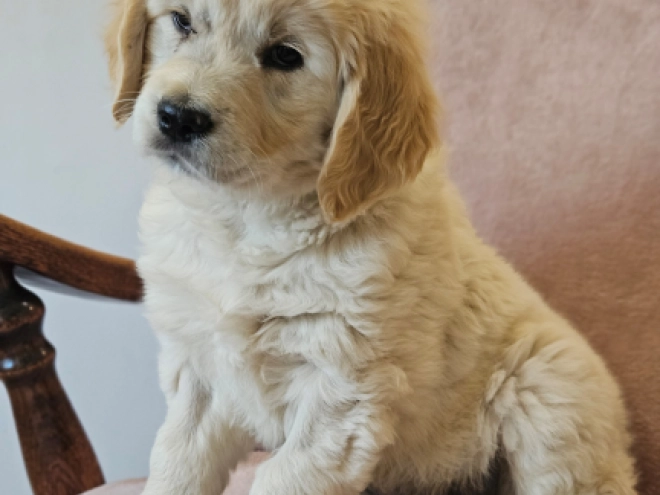 Golden Retriever puppy for sale