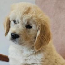 Bodza, golden Golden Retriever for sale