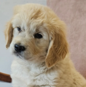 Bodza, golden Golden Retriever for sale