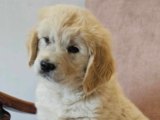 Golden Retriever puppy for sale
