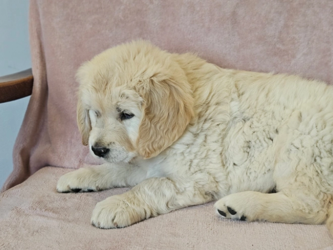Golden Retriever puppy for sale