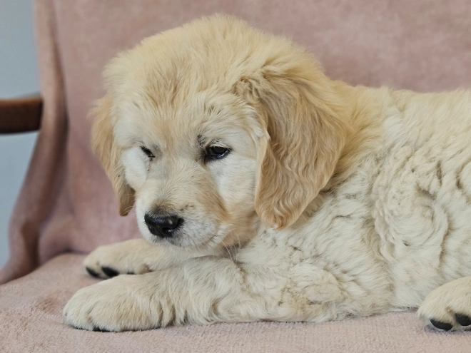 Golden Retriever puppy for sale