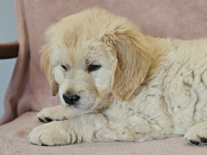 Golden Retriever puppy for sale