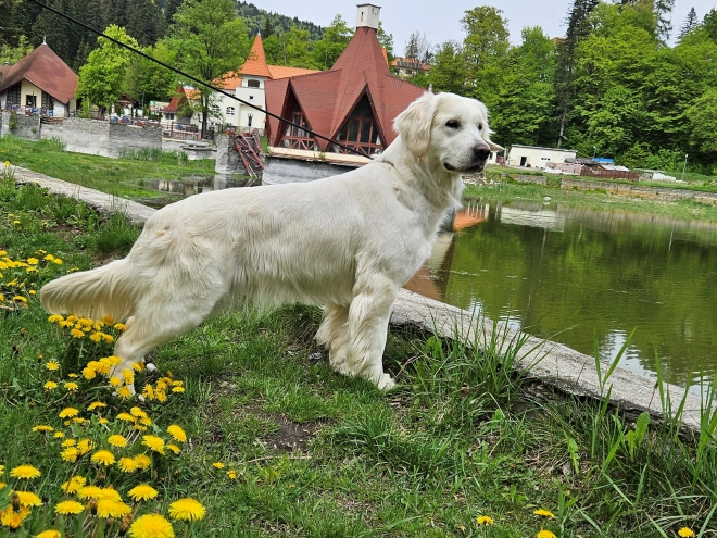 Golden Retriever puppy for sale