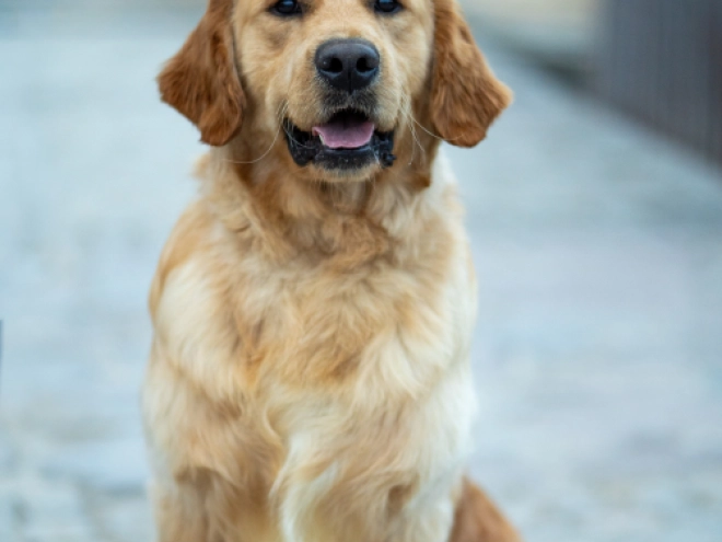 Golden Retriever puppy for sale