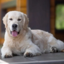 James Bond, golden Golden Retriever for sale