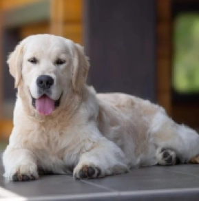 Perros Golden Retriever en venta