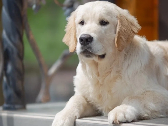 Golden Retriever puppy for sale