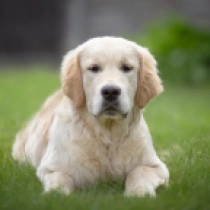 Sherlock Holmes, golden Golden Retriever for sale