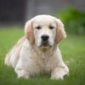 Perros Golden Retriever en venta
