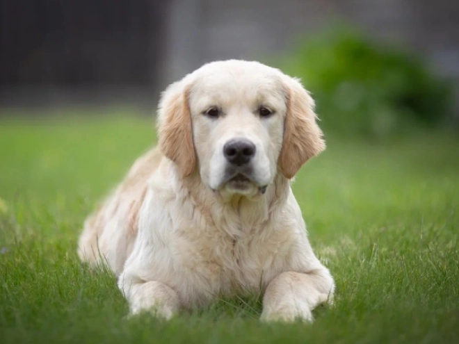 Golden Retriever puppy for sale