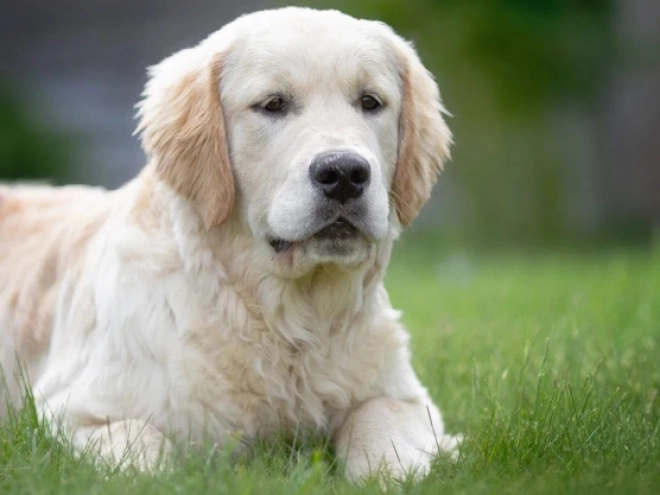Golden Retriever puppy for sale