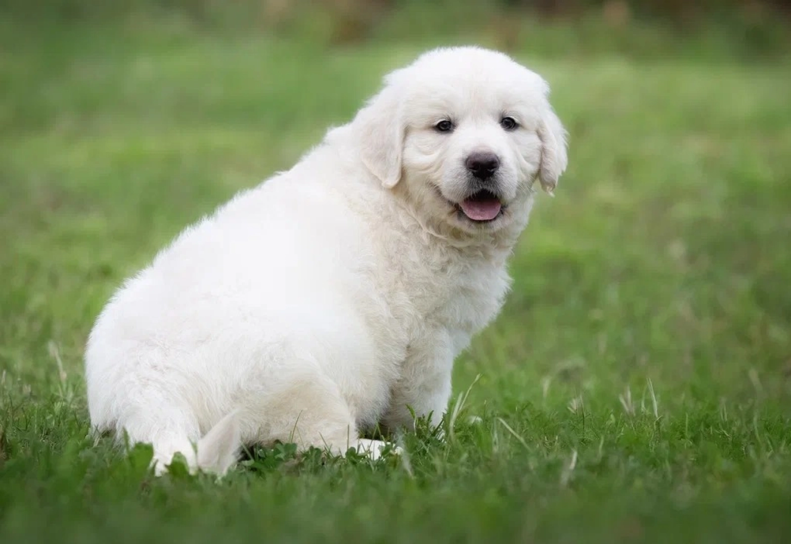 Big Mo Golden Retriever Puppy for sale EuroPuppy