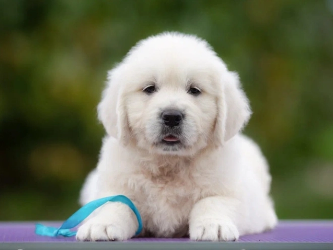 Golden Retriever puppy for sale