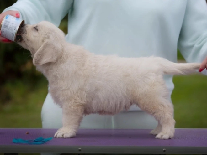 Golden Retriever puppy for sale