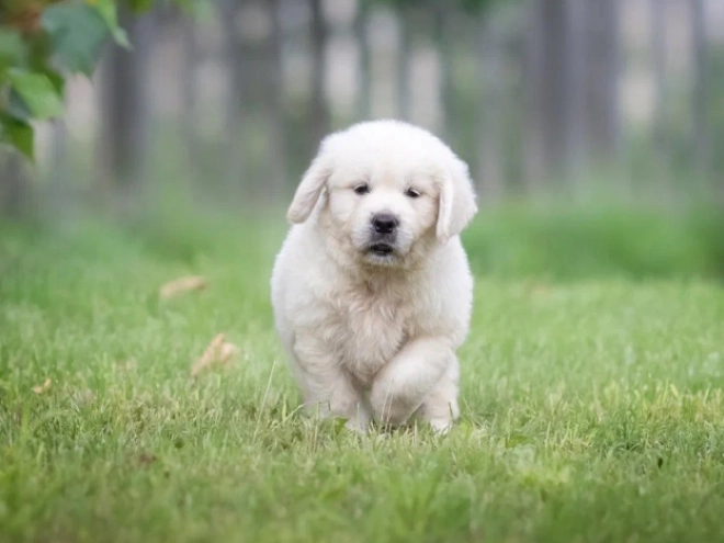 Golden Retriever puppy for sale