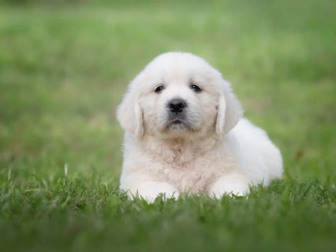 Golden Retriever puppy for sale