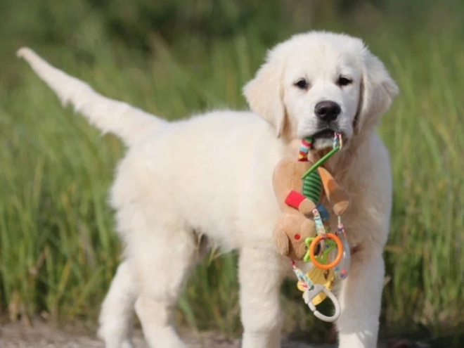 Golden Retriever puppy for sale