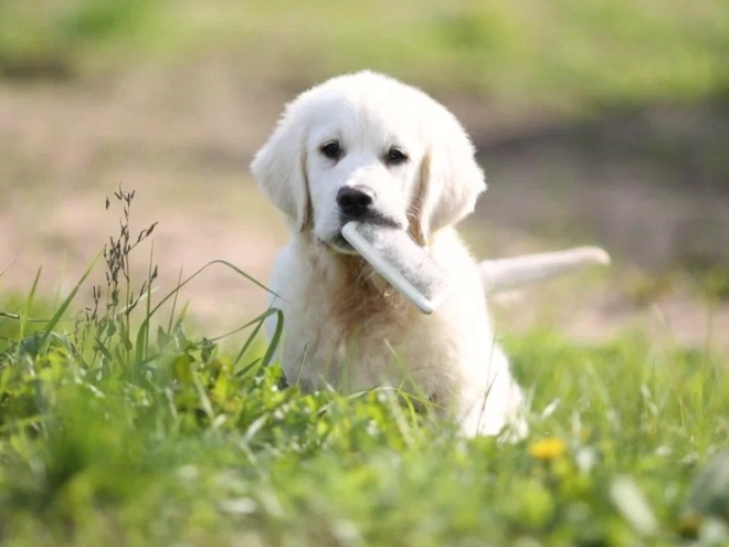 Golden Retriever puppy for sale